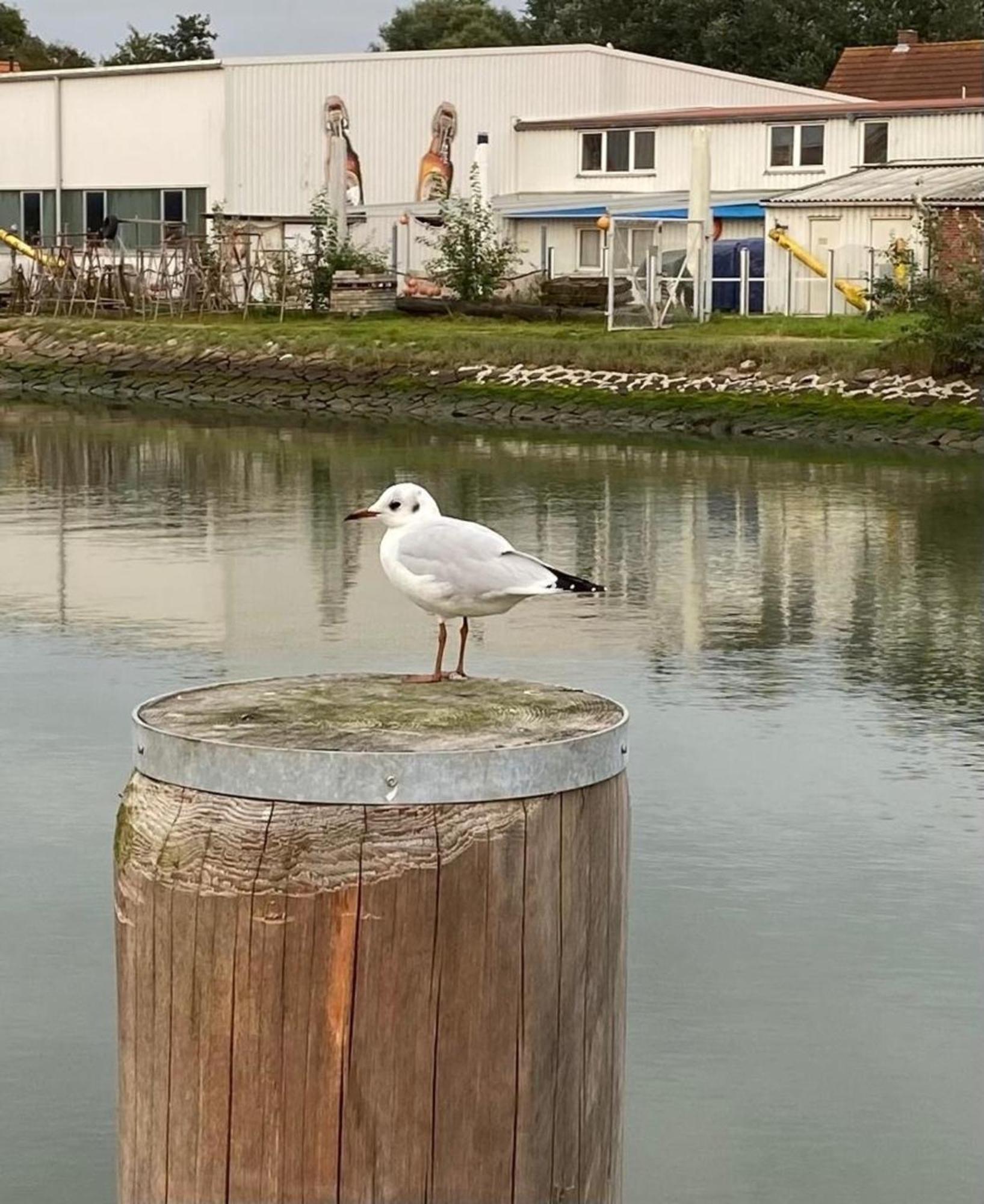 Strandkorb Buesum Exklusiv,Hafennaehe Dış mekan fotoğraf